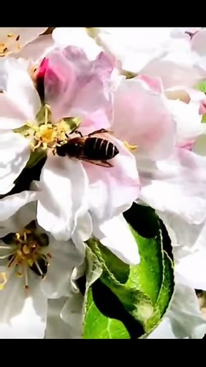 Why honey bees are the best pollination for apple tree #honeybees #workofhoneybee #pollination | Tharta Ankush Chauhan