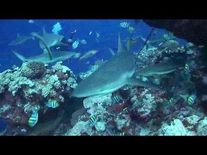 Shark TV - Diving Yap Island , Micronesia, Sharks, Manta Rays, Caves and more ...