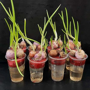Tips for Growing Onions in Water, easy and fast to harvest | Rana Craft