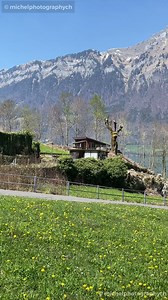 Happy Milk cows in Switzerland Video Michelphotographych Since I moved to the country, I have a completely different relationship with the animals and the products I consume. It has always been important to me to buy organically grown products but this is not enough for me the longer the more. I want to know how the animals from which I drink and eat milk or cheese are doing. If they are already in our service, I want them to have a good life and be happy. That's why I like to look behind the sc