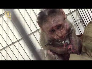 Story of a Baby Monkey Named 'Lucky' Who Was Electrocuted in Mumbai