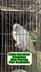 Little Corella Cockatoo pair Available at #Mashallahparrothouse #karachi | Atta Ur Rehman
