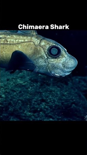 Hewan Laut Bagian Dalam Part 9