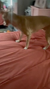 28K views · 4.7K reactions | An Amber Alert has been issued for Jaylen! Please help me find him… ‍ #Ace #bishopace #pitbullsoftiktok #dogsoftiktok #fyp #aceandgrandma #grandmaandace #foryourpage #dogofgod #papijay #gforgodson | Shauna Greene | Facebook