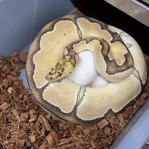 1.5K views · 223 reactions | Fire Lace Clown eggs! Bred by Enchi YB Lace Het Clown  • • • • • #hetflix #jkobylkareptiles #paintjob #morphs #bp #scales #raresnake #ballpython #royalpython #ballpythons #ballpythonsofinstagram #pythonregius #snakesofinstagram #snakes #pythons #ballpythonmorphs #ballpythonbreeder #python #snake #pythonsofinstagram #snakesofig #ballpythonmorph #ballpythonsofig #reptiles #reptile #reptilesofinstagram #exoticpets | Kinova | Facebook