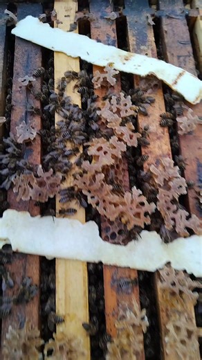 Singer carnica zimuje jaka iskoristava rane proljetne pase maximalno tokom sezone drzi jaka drustva rojevi nagon minimalan | Emir Hodzic