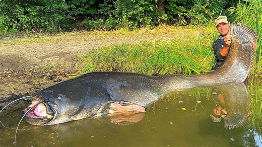 Czech angler lands record-breaking 8.9-foot catfish