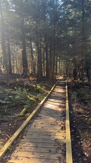 The Hemlock Trail in fall 🍂🍁#pastateparks #pahiking #discovernepa #visitsusqco #fall | Friends of Salt Springs Park