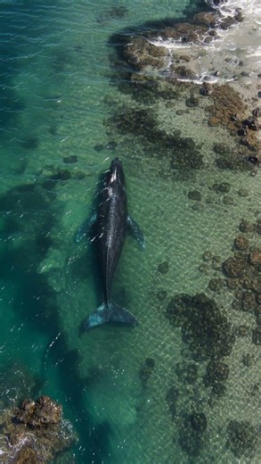 Massive Humpback Whale Moving Through Shallow Coastal Water