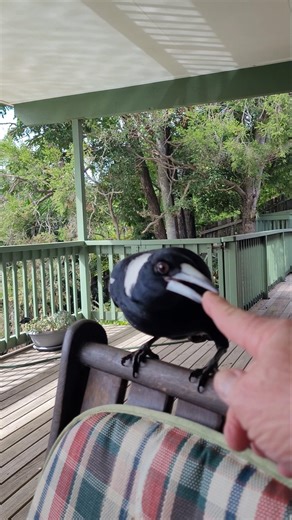 Shaking beaks with local Brisbane magpies