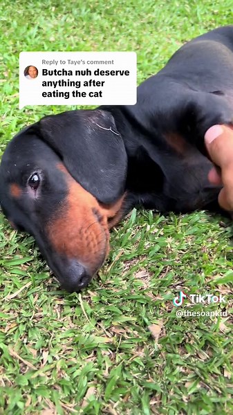 Replying to @Taye butcher will get a reward #fyp #viral #foryoupage #jamaicatictok #jamaica #pets #cat #dog