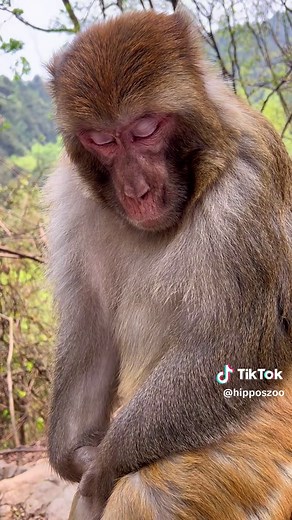 Close-Up of a Monkey in a Natural Setting