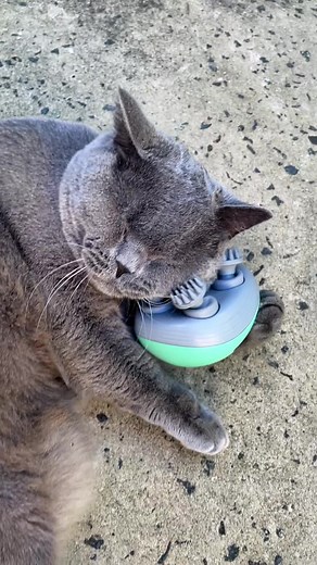 🔥 Cat Massager Link In Bio ➡️ www.savyverse.net @Savy Verse #cicciothebrit #britishshorthair #catsoftiktok #fyp #pov #cattok #savyverse #catmassager