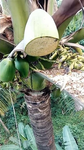 F A R M I N G #coconutwine