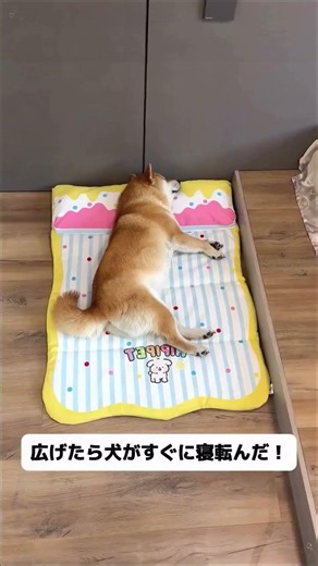 夏に犬がよく床に伏せてる？床の湿気で皮膚病になりやすい！この三折マットは防湿、サッと拭くだけでキレイ！ #犬用マット #夏対策 #皮膚病対策 #防湿 #防水