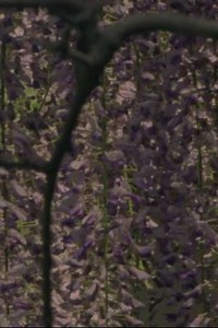 Spring Songs - Movie