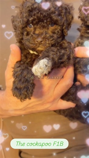 Rayyana Abudalu on Instagram: "Chocolate Cockapoo = 100% serotonin boost #ChocolateCockapoo #CockapooPuppy #CockapooLove #CocoaPuppy #DubaiPets #UAEPets #DogsofDubai #PetlandDXB #PetlandPuppies #DoodleDogs #FluffyPuppy"