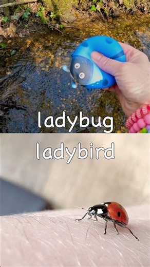 Kids Learn | Bug Insect Names at the Brook: Ladybug Weevil Millipede Grasshopper Wasp