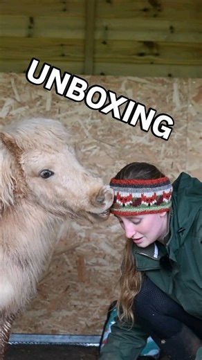 The boys got a new parcel! Can you guess what's inside?! 🍉🍉🍉 This is my first time buying from @ponyo.horsewear And I am SO IMPRESSED! Photoshoot coming this weekend! #naturallysupported by @global_herbs_europeltd #ponyo #toffeeandpopcorn #minishetland #miniatureshetland | Paige's Wonky Circles Club