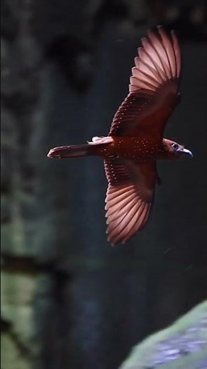 Unraveling the Secrets of the Echolocating Oilbird A Nocturnal Wonder 🦉