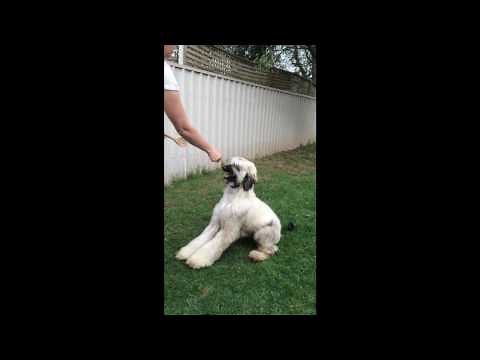 Afghan Hound puppy training