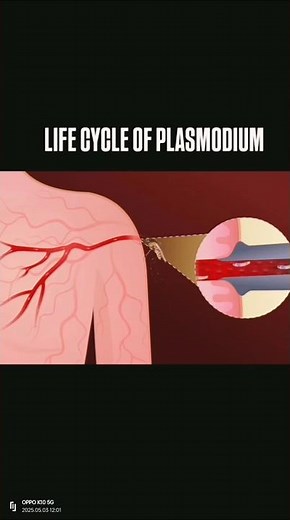 Life cycle of plasmodium | #lifec #plasmodium #mosquito |#education