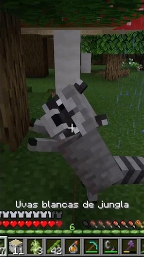 Los mapaches son adorables #minecraft #minecraftsurvivalseriesepisode1 #survival #minecraft