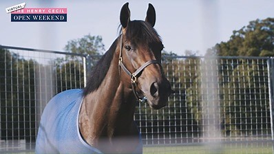 44K views · 705 reactions | Join the team at Moulton Paddocks for the Virtual Henry Cecil Newmarket Open Weekend  Hear from trainer Charlie Appleby, assistant trainer Marie Murphy, farrier Derek Poupard and look out for stable star Pinatubo!  If you enjoyed this video, head to the official website to donate and for more free-to-view content from  horseracing’s HQ  thehenrycecilopenweekend.co.uk | Godolphin | Facebook