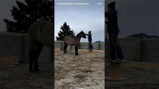 Horse Training: Groundwork Exercise