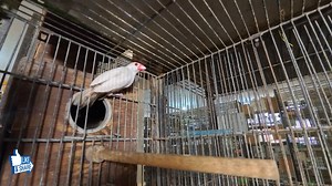 15K views · 325 reactions | Rare Exhibitions and Pastel Split Fawn Java Sparrow Birds Breeding Pair Setup 2025 Karachi | Jamshed Asmi Informative vlogs | Facebook