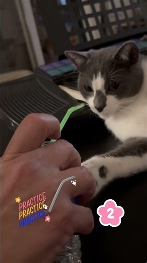 2. Practicing use straw😻🥤#buffalo #kucing #cat #고양이 #billie #buffalocat #قطة
