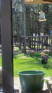 43K views · 1.2K reactions | Gyerekek iskolában, oviban, elláttam az állatos feladataim. Gondoltam tanulok a vizsgáimra, erre előre szökött a bakpulyka. Az asszony ül a tojásokon, ő meg idejött mondani a magáét. Boldoggá tesz ez az élet. A tavasz, a napsütés, az állatok, a természet hangjai. A vizsgák annyira nem tesznek boldoggá, de igyekszem helyt állni… | Vad-kert | Facebook