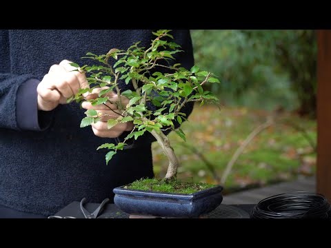 Developing a Korean Hornbeam bonsai