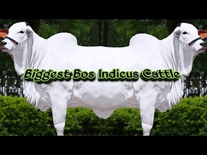 Biggest Bos Indicus Cattle- Zebu Cattle (big white breeds)- Bull and Cows