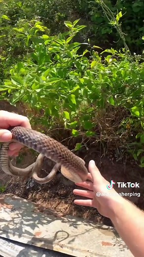 We found two coachwhips snake hunting in south Alabama !! #fyp #snakes #Alabama #creatures #critters #herping
