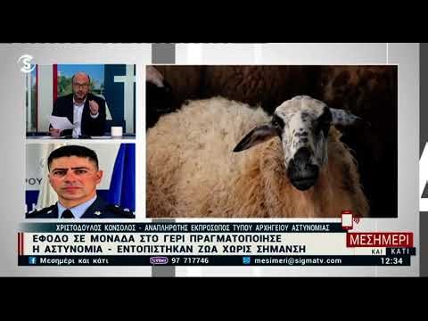 Τι λέει η Αστυνομία για την έφοδο σε κτηνοτροφική μονάδα στο Γέρι