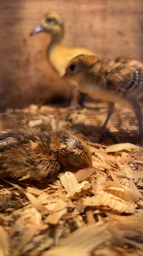 Our Pheasant is Hatching! #hatching #eggs #chicken | White House on the Hill