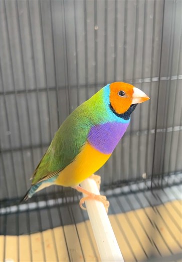 Gouldian Finch Care and Breeding Tips