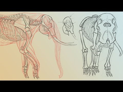 Elephant Anatomy Vol. 1 & 2 With Terryl Whitlatch