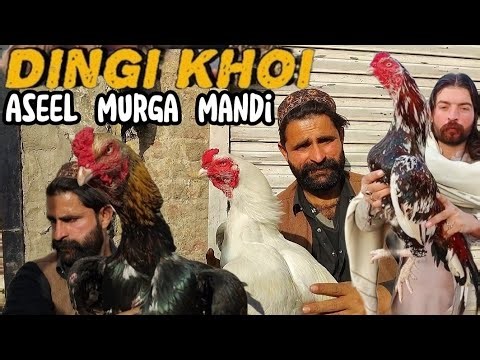 Rawalpindi Aseel Murga Mandi | Sasty Aseel Murgay 5k | Aseel Murga Mandi Update