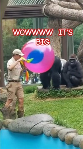 Why This Gorilla is Obsessed with Balloons