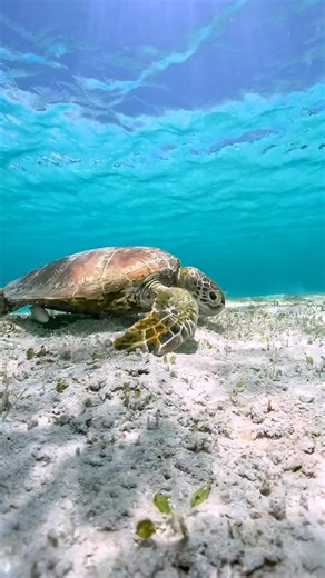 7.2K views · 917 reactions | Beneath the waves #UnderWater...