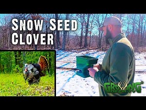 Snow Seed Clover: How to Jump Start Spring Food Plots for Turkey Hunting