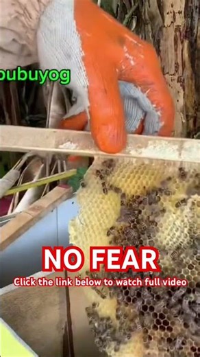 No Fear of bees #bee #honeybeesting #beekeeping #beekeeper #savethebees #beefarmingphilippines