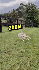 Ever Seen a Baby Deer With The Zoomies? 🦌💨