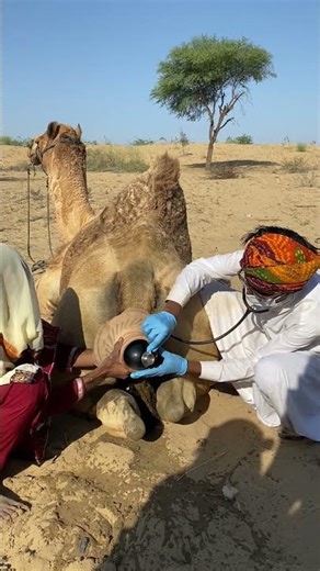 في ظل الشمس الحارقة، حاول الطبيب إزالة الجسم الأسود من ظهر الجمل