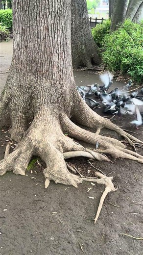 碑文谷公園（ひもんやこうえん）は、東京都目黒区碑文谷にある目黒区立の公園である。碑文谷池を中心とした公園で周辺住民の憩いの場として知られています。