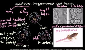 Apoptosis