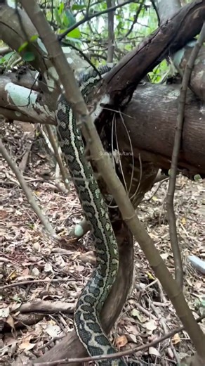 Mesmerizing Movement of a Carpet Python #snakevideo #naturelovers #wildlifeentertainment