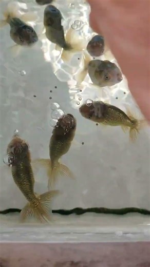 4cm goldfish fry are ready for feeding! High protein goldfish feed #goldfish #koi #fishkeepinghobby